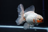 Thai Oranda  Tricolor 5 Inch (ID#1008R12c-116) Free2Day SHIPPING