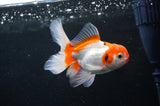 Baby Thai Oranda  Red White 3.5 Inch (ID#404TPTA-85) Free2Day SHIPPING