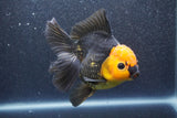 Thai Oranda  Red Black 5 Inch (ID#1015To6c-105)