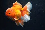Thai Oranda  Red White 6 Inch (ID#304To7b-115)