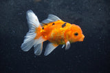 Baby Thai Oranda  Sakura 4 Inch (ID#1213ToPTA-20) Free2Day SHIPPING