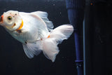 Thai Oranda  Tricolor 5 Inch (ID#1008R12c-116) Free2Day SHIPPING