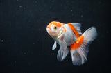Baby Thai Oranda  Red White 3.5 Inch (ID#404TPTA-85) Free2Day SHIPPING
