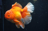Thai Oranda  Red White 6 Inch (ID#304To7b-115)