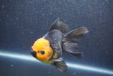 Thai Oranda  Red Black 5 Inch (ID#1015To6c-105)