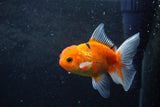 Baby Thai Oranda  Sakura 4 Inch (ID#1213ToPTA-20) Free2Day SHIPPING