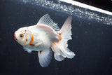 Thai Oranda  Tricolor 5 Inch (ID#1008R12c-116) Free2Day SHIPPING