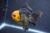 Thai Oranda  Red Black 5 Inch (ID#1015To6c-105)