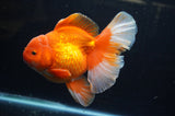Thai Oranda  Red White 6 Inch (ID#304To7b-115)