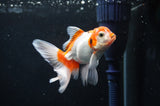 Baby Thai Oranda  Red White 3.5 Inch (ID#404TPTA-85) Free2Day SHIPPING