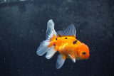 Baby Thai Oranda  Sakura 4 Inch (ID#1213ToPTA-20) Free2Day SHIPPING