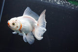 Thai Oranda  Tricolor 5 Inch (ID#1008R12c-116) Free2Day SHIPPING