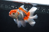 Baby Thai Oranda  Red White 3.5 Inch (ID#404TPTA-85) Free2Day SHIPPING