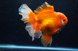 Thai Oranda  Red White 6 Inch (ID#304To7b-115)
