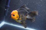 Thai Oranda  Red Black 5 Inch (ID#1015To6c-105)