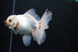 Thai Oranda  Tricolor 5 Inch (ID#1008R12c-116) Free2Day SHIPPING