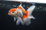 Baby Thai Oranda  Red White 3.5 Inch (ID#404TPTA-85) Free2Day SHIPPING