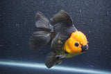 Thai Oranda  Red Black 5 Inch (ID#1015To6c-105)