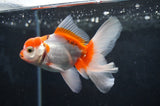 Baby Thai Oranda  Red White 3.5 Inch (ID#404TPTA-85) Free2Day SHIPPING