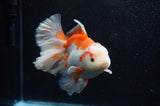 Thai Oranda  Red White 6 Inch (ID#304To7b-116)