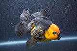 Thai Oranda  Red Black 5 Inch (ID#1015To6c-105)