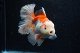 Thai Oranda  Red White 6 Inch (ID#304To7b-116)