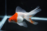 Ryukin  Red White 4.5 Inch (ID#1108Ry7a-3) Free2Day SHIPPING