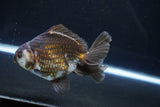 Thai Oranda  Panda 4.5 Inch (ID#1008R12c-117) Free2Day SHIPPING