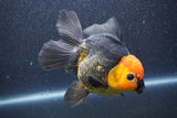 Thai Oranda  Red Black 5 Inch (ID#1015To6c-105)