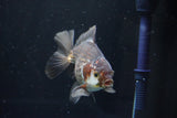 Thai Oranda  Panda 4.5 Inch (ID#1008R12c-117) Free2Day SHIPPING