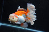 Thai Oranda  Red White 6 Inch (ID#304To7b-116)