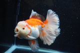 Thai Oranda  Red White 6 Inch (ID#304To7b-116)