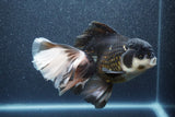 Thai Oranda  Panda 7 Inch (ID#1015To6c-106)