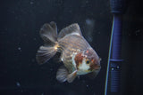 Thai Oranda  Panda 4.5 Inch (ID#1008R12c-117) Free2Day SHIPPING