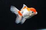 Baby Thai Oranda  Red White 3.5 Inch (ID#404TPTA-86) Free2Day SHIPPING