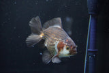 Thai Oranda  Panda 4.5 Inch (ID#1008R12c-117) Free2Day SHIPPING