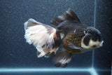 Thai Oranda  Panda 7 Inch (ID#1015To6c-106)