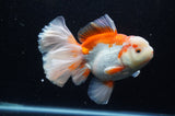 Thai Oranda  Red White 6 Inch (ID#304To7b-116)
