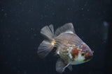 Thai Oranda  Panda 4.5 Inch (ID#1008R12c-117) Free2Day SHIPPING