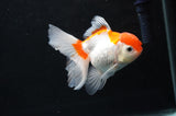 Baby Thai Oranda  Red White 3.5 Inch (ID#404TPTA-86) Free2Day SHIPPING
