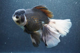 Thai Oranda  Panda 7 Inch (ID#1015To6c-106)