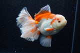 Thai Oranda  Red White 6 Inch (ID#304To7b-116)