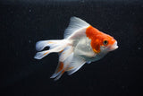 Ryukin  Red White 4.5 Inch (ID#1108Ry7a-3) Free2Day SHIPPING