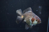 Thai Oranda  Panda 4.5 Inch (ID#1008R12c-117) Free2Day SHIPPING