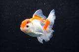 Baby Thai Oranda  Red White 3.5 Inch (ID#404TPTA-86) Free2Day SHIPPING
