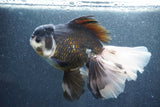 Thai Oranda  Panda 7 Inch (ID#1015To6c-106)