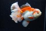 Thai Oranda  Red White 6 Inch (ID#304To7b-116)