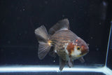 Thai Oranda  Panda 4.5 Inch (ID#1008R12c-117) Free2Day SHIPPING