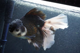 Thai Oranda  Panda 7 Inch (ID#1015To6c-106)