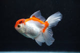 Baby Thai Oranda  Red White 3.5 Inch (ID#404TPTA-86) Free2Day SHIPPING